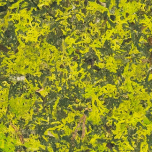 Container (2) Moss Mix