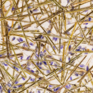 Container (4) Lavender Medium