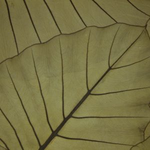 JUNGLE-KING-Organoid-Natural-Surfaces-1920px-web-rotated Jungle King