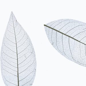 Organoid-natural-surface-SKELETTBLATTLA-anthrazit-light-Eco-fleece Skeleton Leaves Grey Light