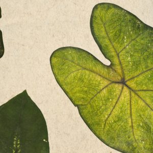 TROPICAL-HEART_Organoid-Natural-Surfaces-1920px-web Tropical Heart