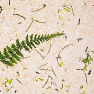 ZIRBENWALD_sample_148x185mm_websize_Organoid-Natural-Surfaces_web1920x1280px Stone Pine Forest