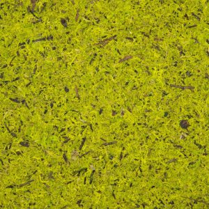 Moos Hellgrün