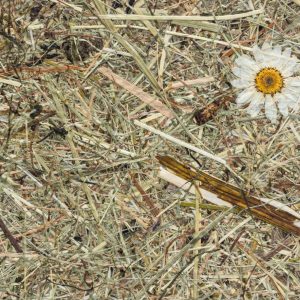 Wildspitze Margeriten
