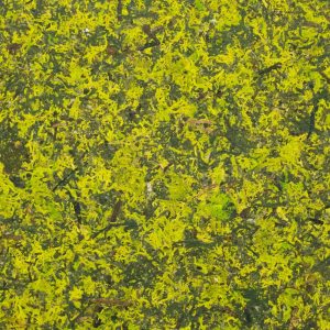 MOUS-MIX_MOSMIX0085FVPRW_sample-138x210mm_Organoid-Natural-Surfaces_2zu3-websize-1536x1024